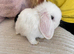 White blue eyes mini lop rabbit