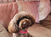 Chocolate toy poodle female