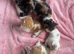 8 kittens for sale