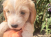Beautiful cockapoo puppies for sale