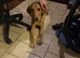 Perfect pet part trained 10 month old male
