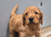 Beautiful cockapoo pups £600