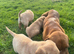 3 Labrador girls