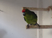 2 cock kakariki.
