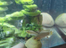 Male Map Turtle with large tank.