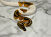 Royal Python Orange Dream Pied (Pass Het Sunset)