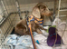 Miniature Isabella dachshund boy