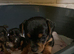 JACK RUSSELL x PINSCHER