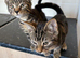 Boy kittens looking for their forever home ASAP