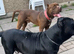 Cane corso pupy