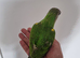 Baby Senegal