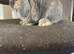 11 week old mini lop - BOY