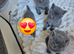 5 week old British shorthairs