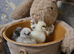 Pullets available