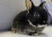 4 English Lop X Netherland Dwarf Babies