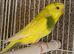 Budgie pair