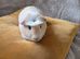 2 male guinee pigs