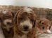 Cavapoo Puppies for Sale