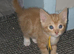 Ginger  kittens