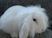 Blue eyed white mini lion loo