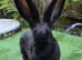 PURE BRED Baby Continental Giant Bucks - READY TO RESERVE