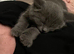 BEAUTIFUL LITTLE RUSSIAN BLUE KITTENS 9 WEEKS OLD