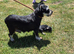 KC Registered Miniature Schnauzers