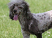 Stunning chocolate Merle poodle boy