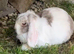 Mini lop female