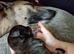Lurcher puppies for sale