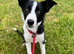 5 month old Collie pup
