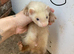 Ferret kits ready 5th July