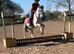 15.1 Connemara x Cob , Blue n white rising 4 yr mare
