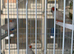 Zebra Finches for sale