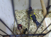 2 pair goldfinchs for sale 2025