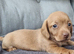 Chocolate Long haired and cream smooth haired Dachshund puppies