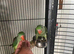 Closed ring Hand Reared Tame Talking. Baby Alexandrian Parrot