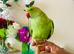 Hand Tamed/ Untamed Ringneck available for Sale