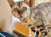 Stunning neutered female pedigree bengal