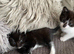4 gorgeous kittens