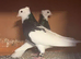Breeding Pair Black Iranian Toghies For Sale