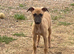 Whippet Puppies READY NOW