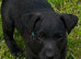 Pups