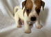 Jack Russell puppies