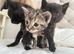 Beautiful kittens