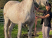 For sale 17.3hh Percheron mare