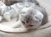 Kittens looking for sweet home.