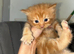 Kittens for sale
