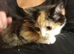 Adorable BSH kittens