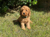 Cockapoo puppies